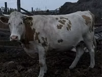 母牛, Simmental cattle — 照片 1