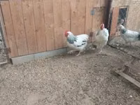 ससेक्स — फ़ोटो 1