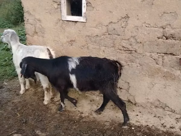 Mbuzi jike, Mbuzi