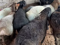 Ram, Sheep — photo 2