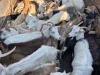 Goat, Goats — photo 1