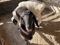 Widder, Blackheaded Persian sheep — Foto 1