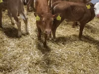 أبقار (دفعة، الجنس غير محدد), Simmental cattle — الصورة 4