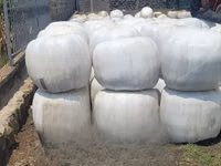 Silage Available More Than 450 Tons — photo 2
