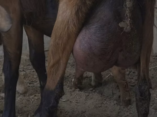 Mbuzi jike, Czech Brown Shorthaired goats