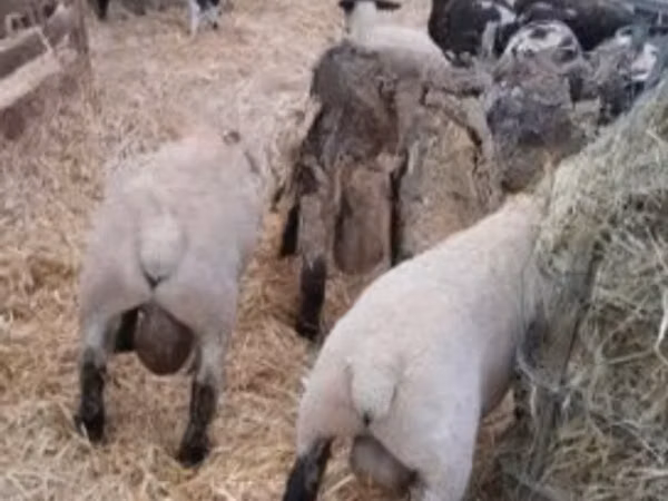 Dume la kondoo, White Suffolk sheep
