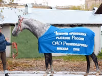Hengst, Orlov Trotter — Foto 2