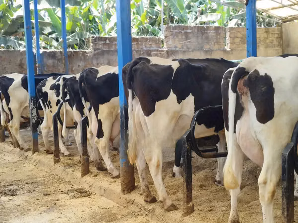 Ng'ombe jike, Banda la Holstein
