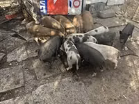 नर सूअर — फ़ोटो 3
