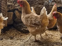 लोहमन ब्राउन — फ़ोटो 6