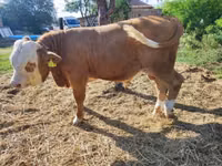 Toro, Raza gris húngara — foto 3