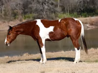 Caballo, National Show Horse — foto 2