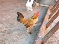Japanese Bantam — picha 7