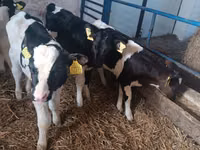 公牛, Russian Black pied cattle — 照片 4