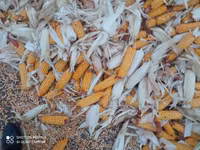 Продаю кукуруза 🌽 Пионер сухой,1кг по 13сом адрес КАРА Балта,40тонна — фото 2