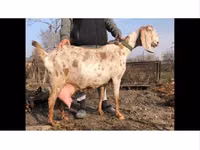 Mbuzi dume, Kamori goats — picha 3