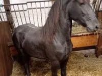 Mare, Horses — photo 3