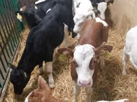 牛只（批次，未指定性别）, Simmental cattle — 照片 4