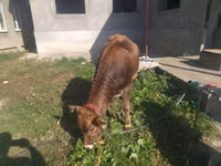 Cow, Swiss cattle — photo 2