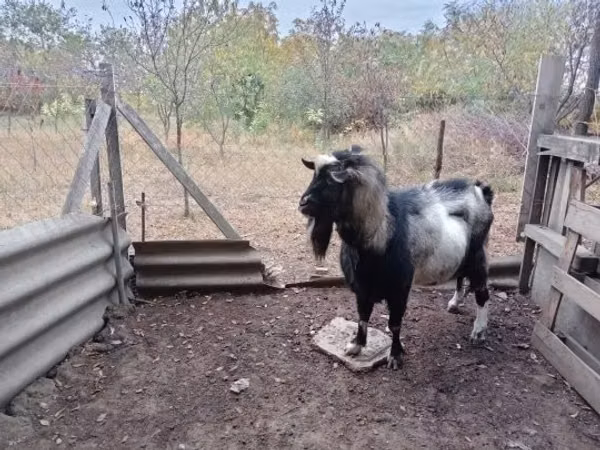Козёл, Козлы