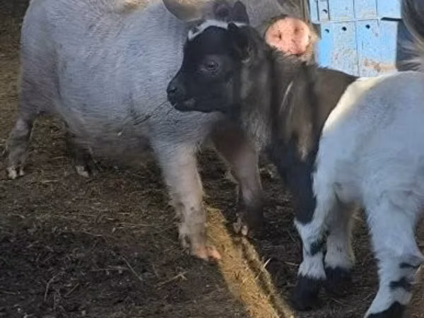 Хряк, Свиньи