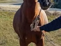 Caballo, Caballos — foto 1