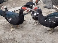 Ducks — الصورة 2