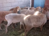 Schaf, Arashan sheep — Foto 1