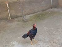 Chickens — 照片 5