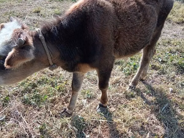 ثور, الماشية