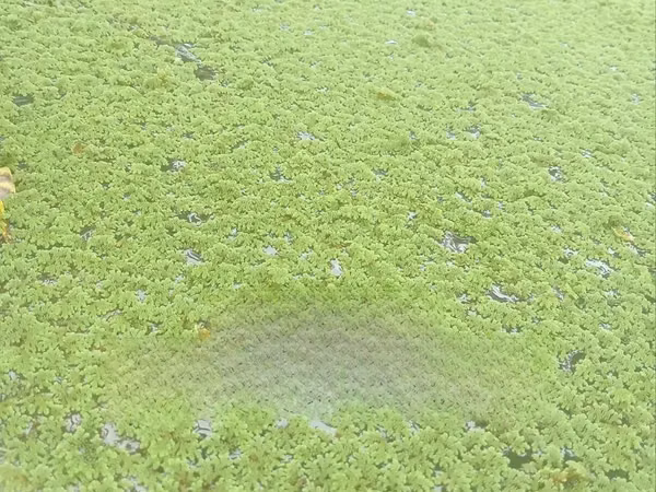 Fresh Green Azolla