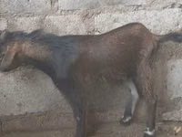 Mbuzi (kikundi, jinsia haijatajwa), Mbuzi — picha 6