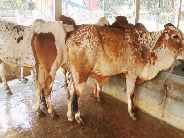 सांड, मवेशी