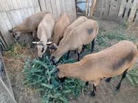 Sheep, Cameroon sheep — photo 3