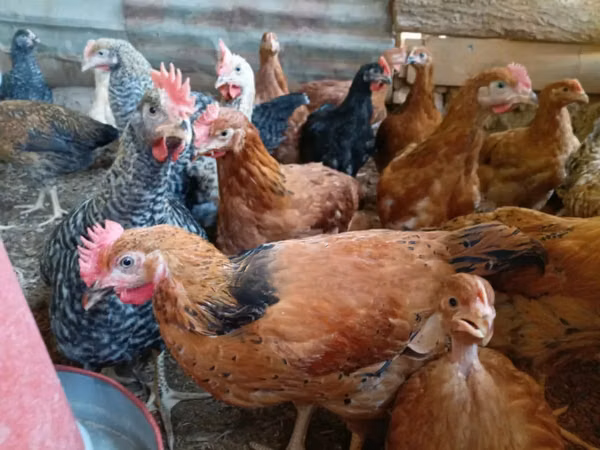 Shamo chickens