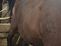 Yegua, Caballos — foto 2