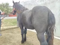 Caballo, Caballos — foto 1