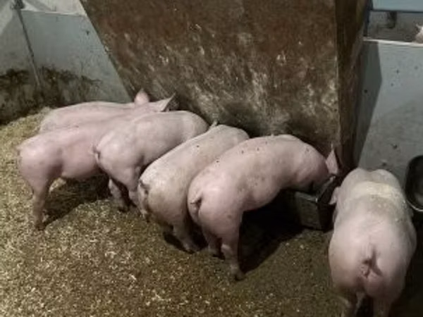 Boar, 