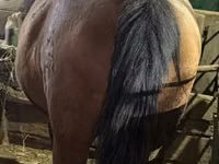 Yegua, Caballos — foto 7