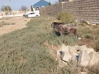 تيس, Damask goat — الصورة 2