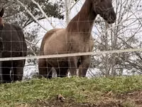 Farasi jike, Rocky Mountain Horse — picha 4