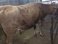 Cow, Holstein breed — photo 4