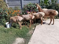 भेड़, Arashan sheep — फ़ोटो 5