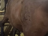 Yegua, Caballos — foto 4