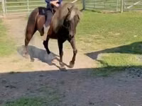 Hengst, Rocky Mountain Horse — Foto 6