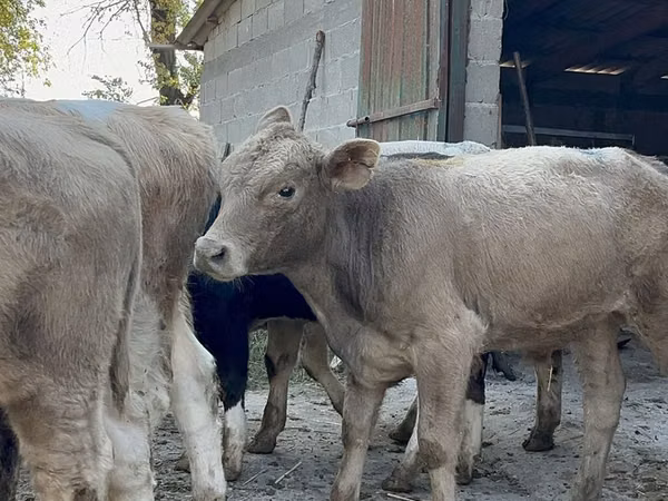 Bulle, Swiss cattle