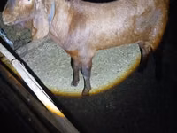 تيس, Nubian Goat — الصورة 1