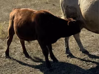 Toro, Vaca roja sin cuernos — foto 6