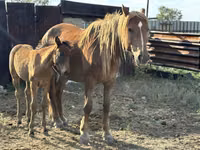 Mare, Horses — photo 1