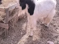 बकरी, Angora goats — फ़ोटो 2